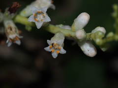 Cuscuta japonica