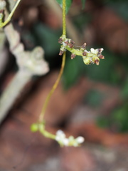 Cuscuta japonica