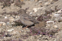 Bucanetes mongolicus