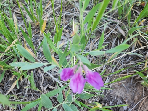 Image of Lathyrus eucosmus by no rights reserved
