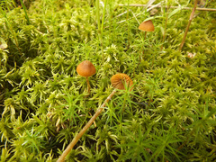 Galerina paludosa