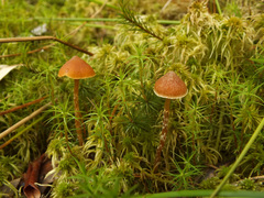 Galerina paludosa