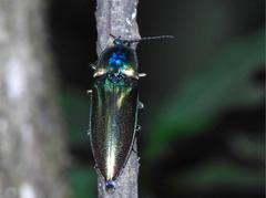 Campsosternus auratus