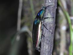 Campsosternus auratus