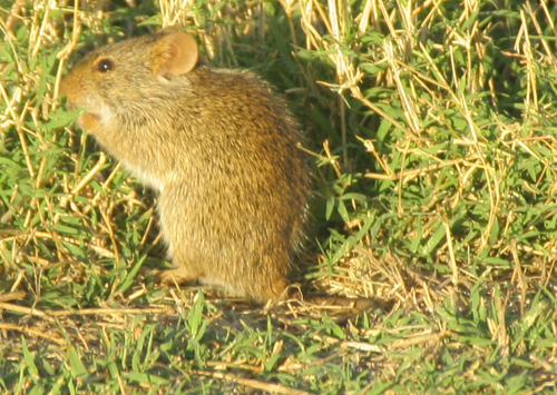 Nile Grass Rat