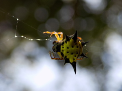 Gasteracanthinae
