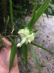 Freycinetia
