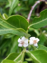 Tricalysia