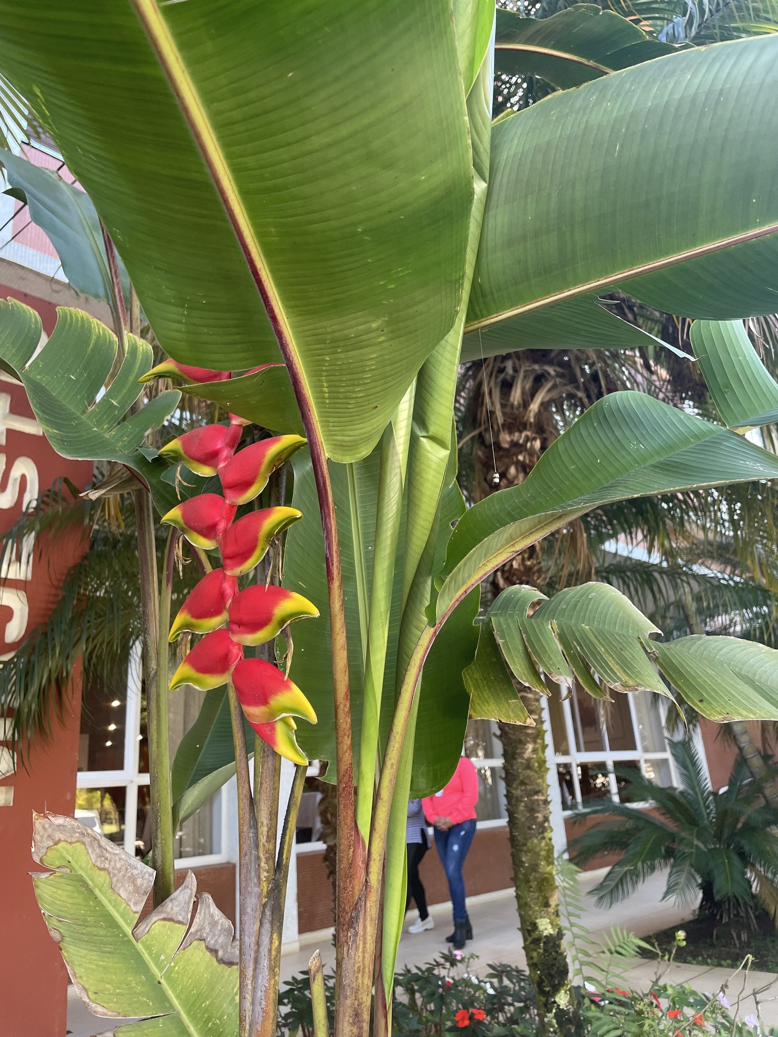 Heliconia rostrata