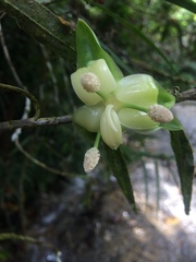 Freycinetia
