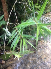 Freycinetia