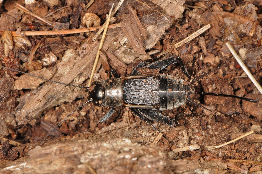 True Crickets and Allies from Hand Hollow Conservation Area, Columbia