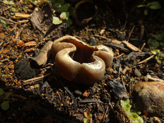Peziza echinospora