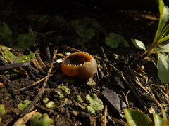 Peziza echinospora