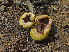 Peziza echinospora