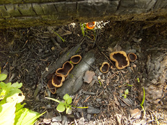 Peziza echinospora