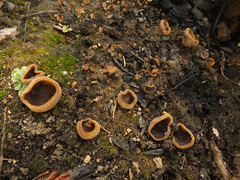 Peziza echinospora