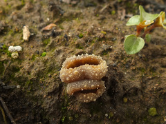 Peziza echinospora
