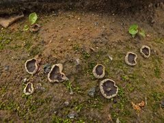 Plicaria endocarpoides