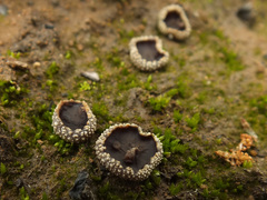 Plicaria endocarpoides