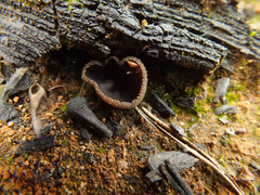 Plicaria endocarpoides