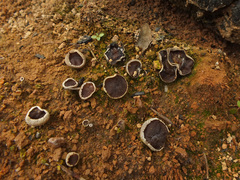 Plicaria endocarpoides