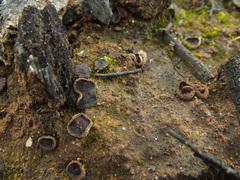 Plicaria endocarpoides