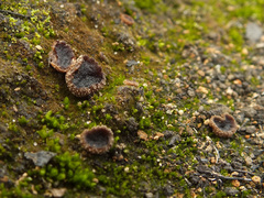 Plicaria endocarpoides