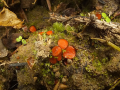 Scutellinia pseudotrechispora
