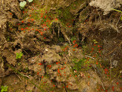 Scutellinia pseudotrechispora