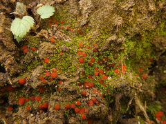 Scutellinia pseudotrechispora