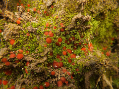 Scutellinia pseudotrechispora