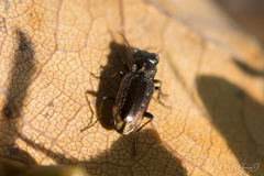Notiophilus quadripunctatus