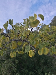 Cercis siliquastrum