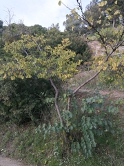 Cercis siliquastrum