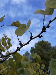 Cercis siliquastrum