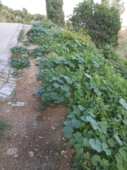 Malva