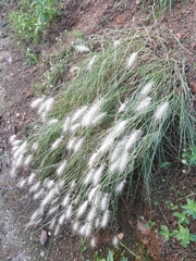 Angiospermae