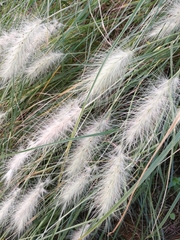 Angiospermae
