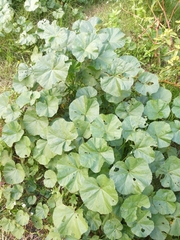 Malva