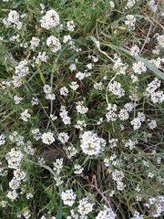 Lobularia maritima