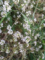 Lobularia maritima