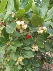 Arbutus unedo