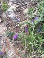 Echium