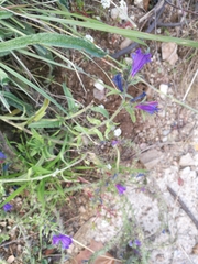 Echium