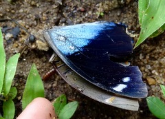 Charaxes bohemani