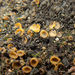 Ascorhizoctonia praecox - Photo (c) Иван Матершев, algunos derechos reservados (CC BY-NC), subido por Иван Матершев