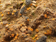 Pulvinula carbonaria