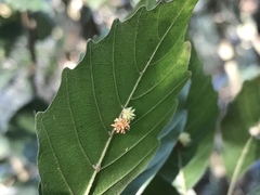 Lithocarpus konishii