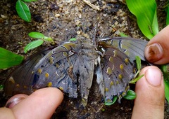 Charaxes bohemani